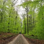 Tractor driving down an unpaved farm lane
