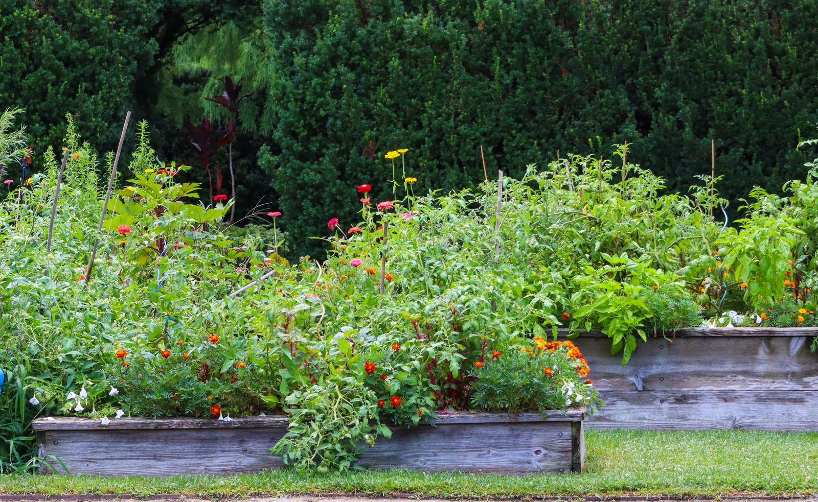 Raised garden beds full of vegetables and flowers