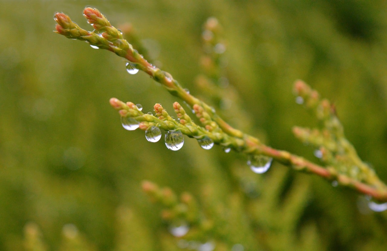Rain Gardens for Okemos, MI Homes