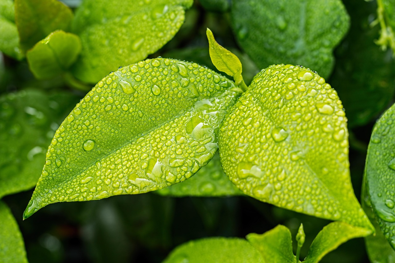 Rain Gardens for Stow, OH Homes