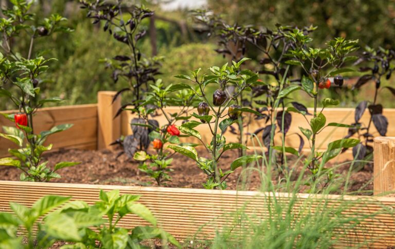 Raised Beds on Loess Soil in Hernando, MS
