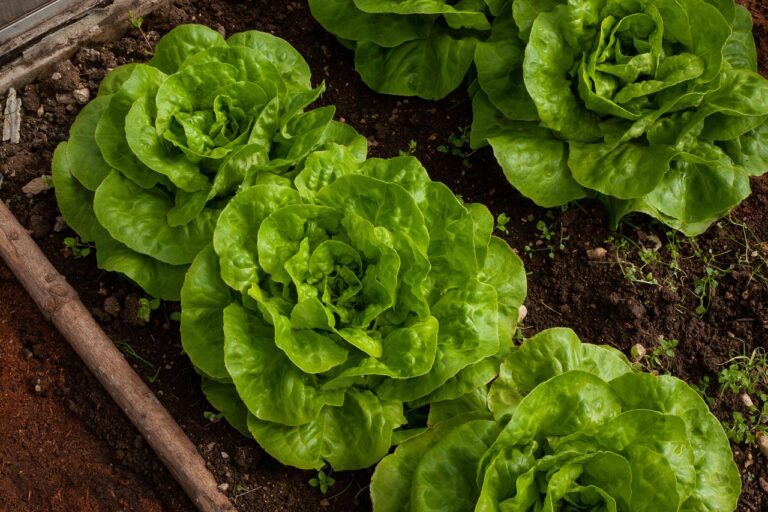 Vegetable Gardens and Raised Beds in Northfield, MN
