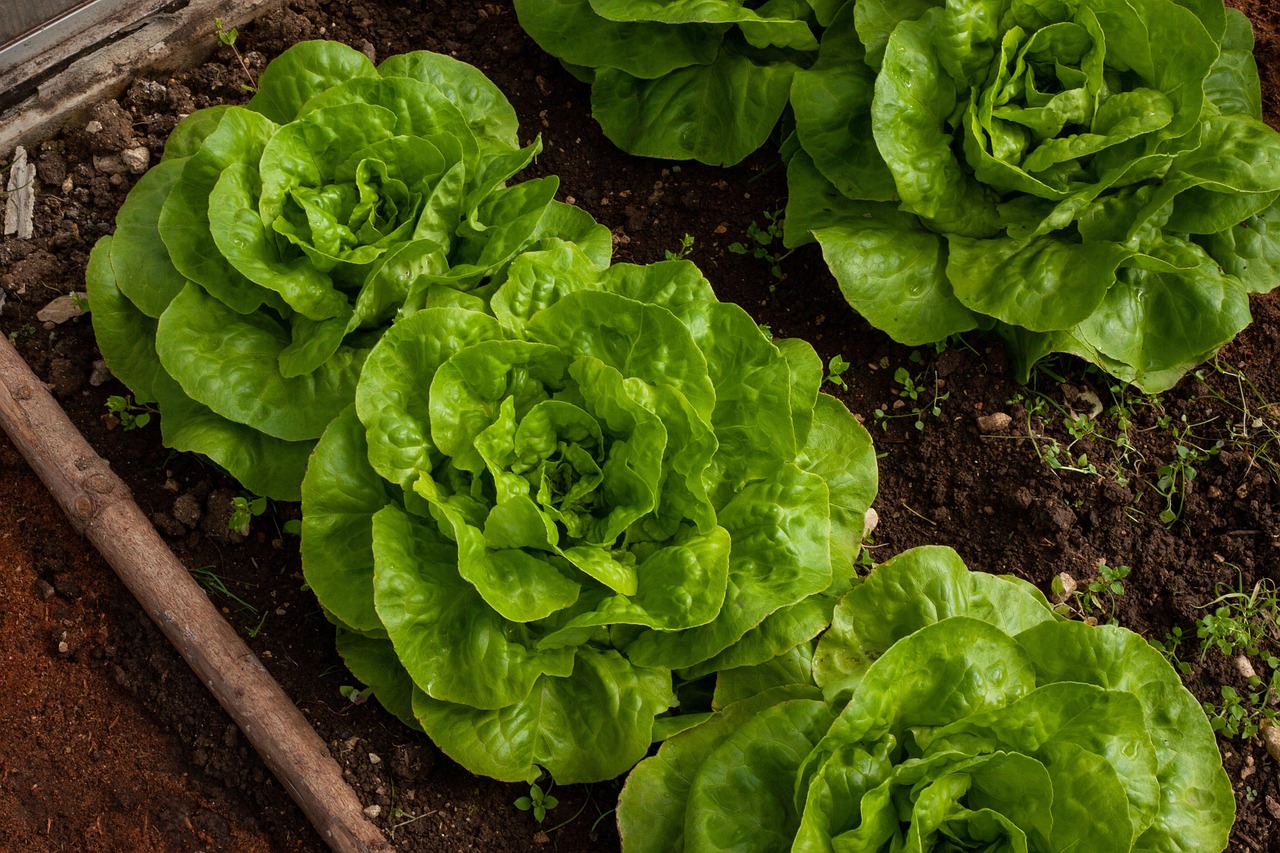 Vegetable Gardens and Raised Beds in Northfield, MN