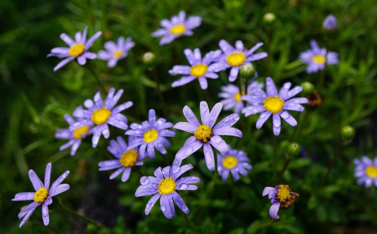 Small-Lot Garden Makeovers in Kirkland, WA