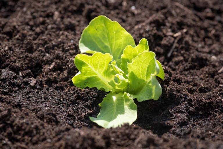Garden Soil, Topsoil or Compost? Lawn and Bed Prep in Greenwood, IN