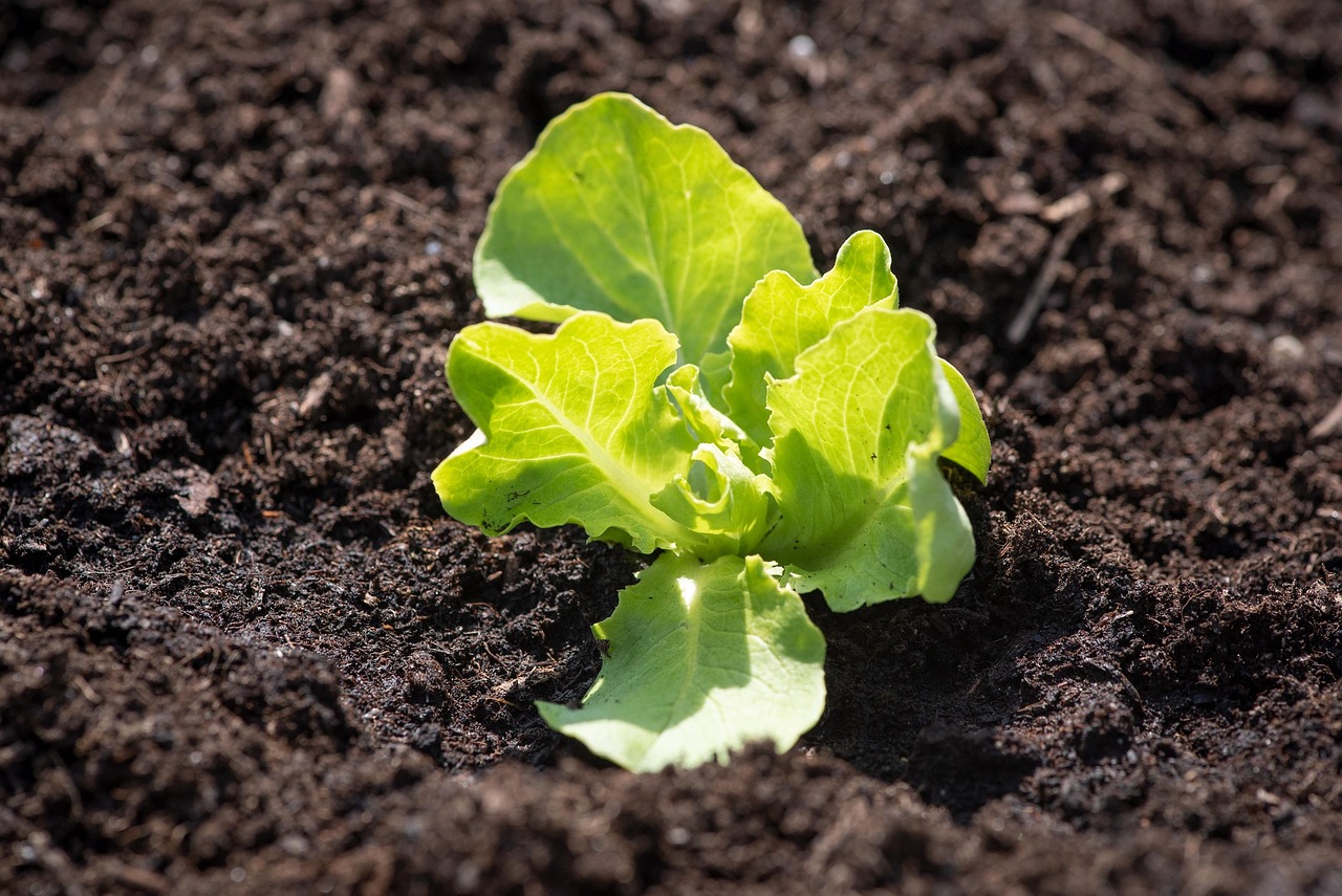 Garden Soil, Topsoil or Compost? Lawn and Bed Prep in Greenwood, IN