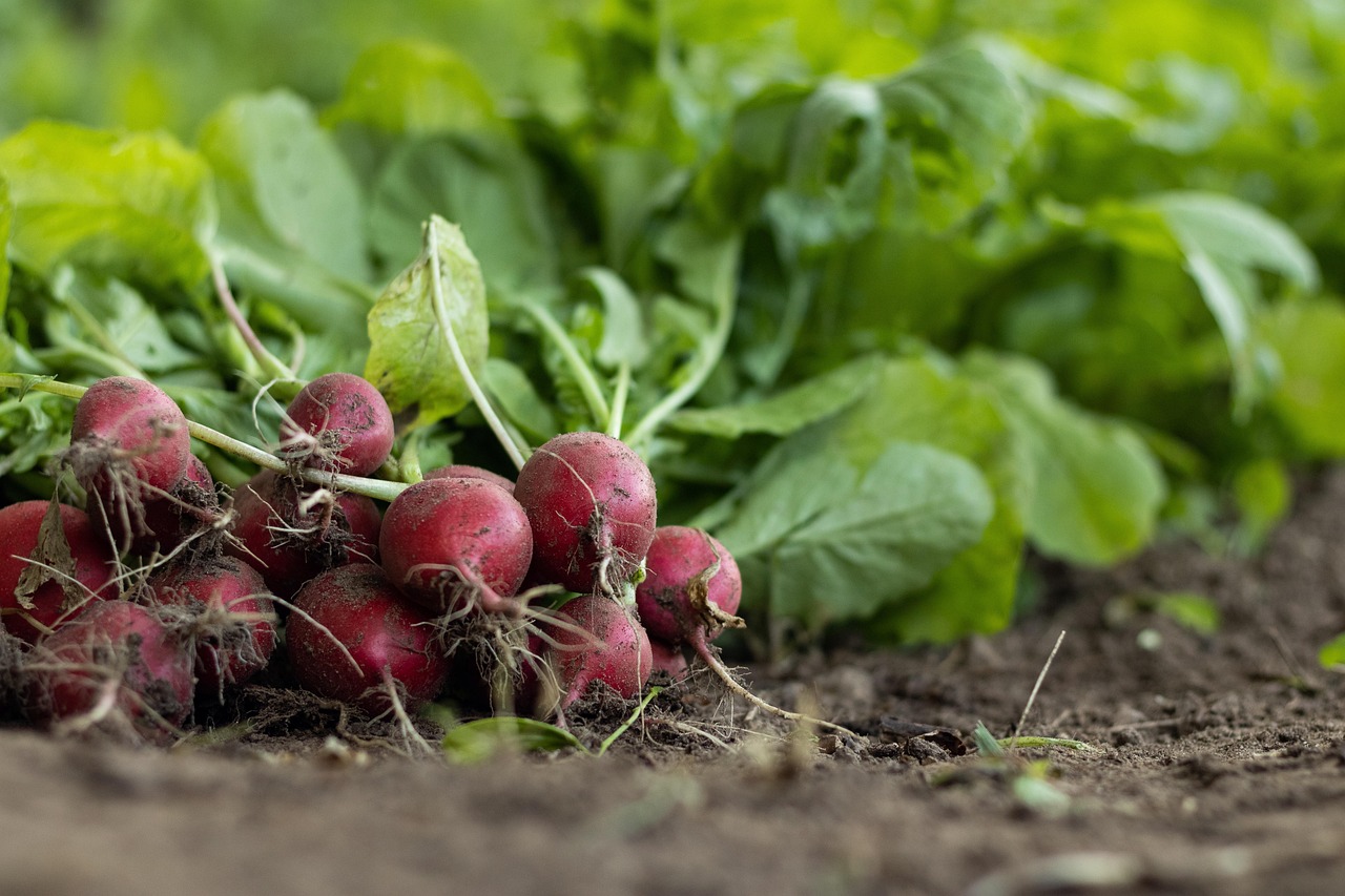 Vegetable Garden Soil for Kettering, OH Backyards