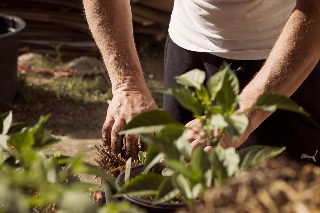 Backyard Vegetable Gardens in Salem, VA