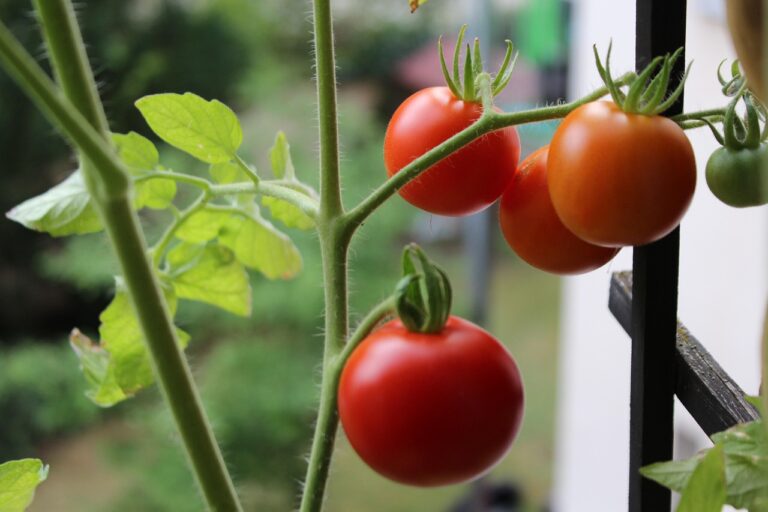 Urban Vegetable Gardens in Ypsilanti, MI