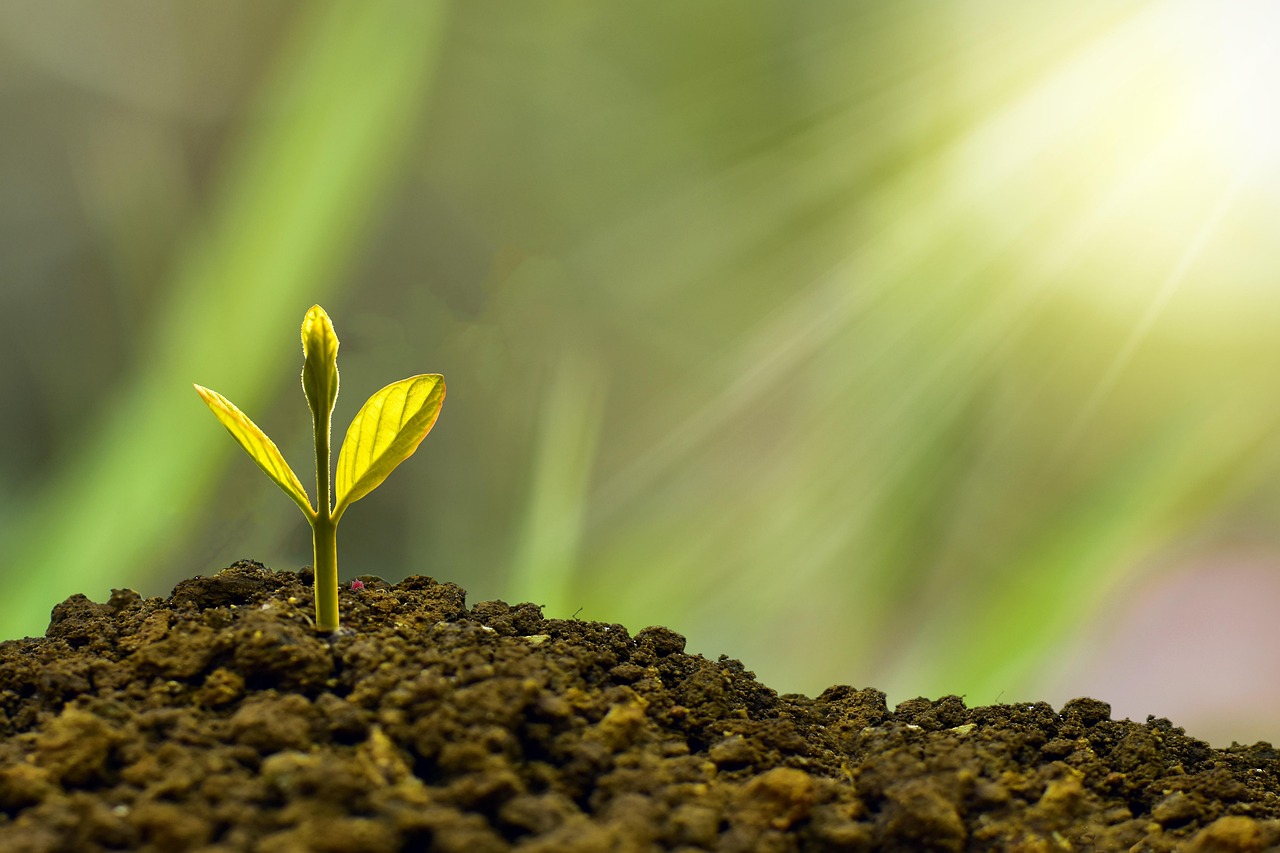Wisconsin Garden Soil Guide: Clay, Sand and Compost